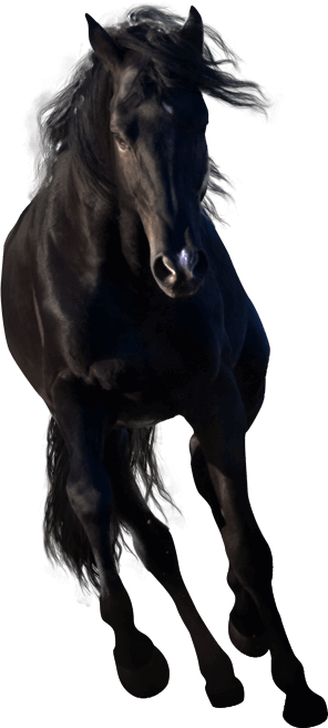 競走馬の画像